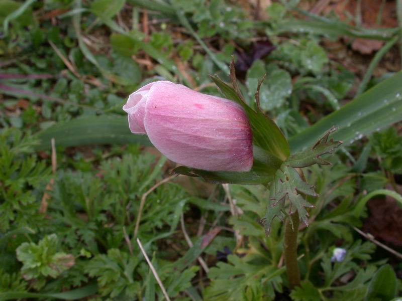 Anemone coronaria /  Anemone dei fiorai